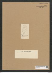Diatomeae indet. Zeichnungen Sammlung Grunow Nr. 5946 (NHMW-BOT-W0374417)